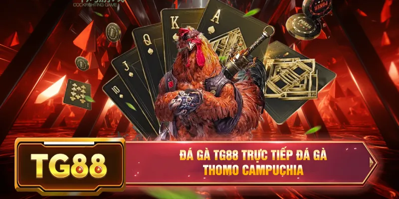 Đá gà tg88 trực tiếp đá gà thomo campuchia
